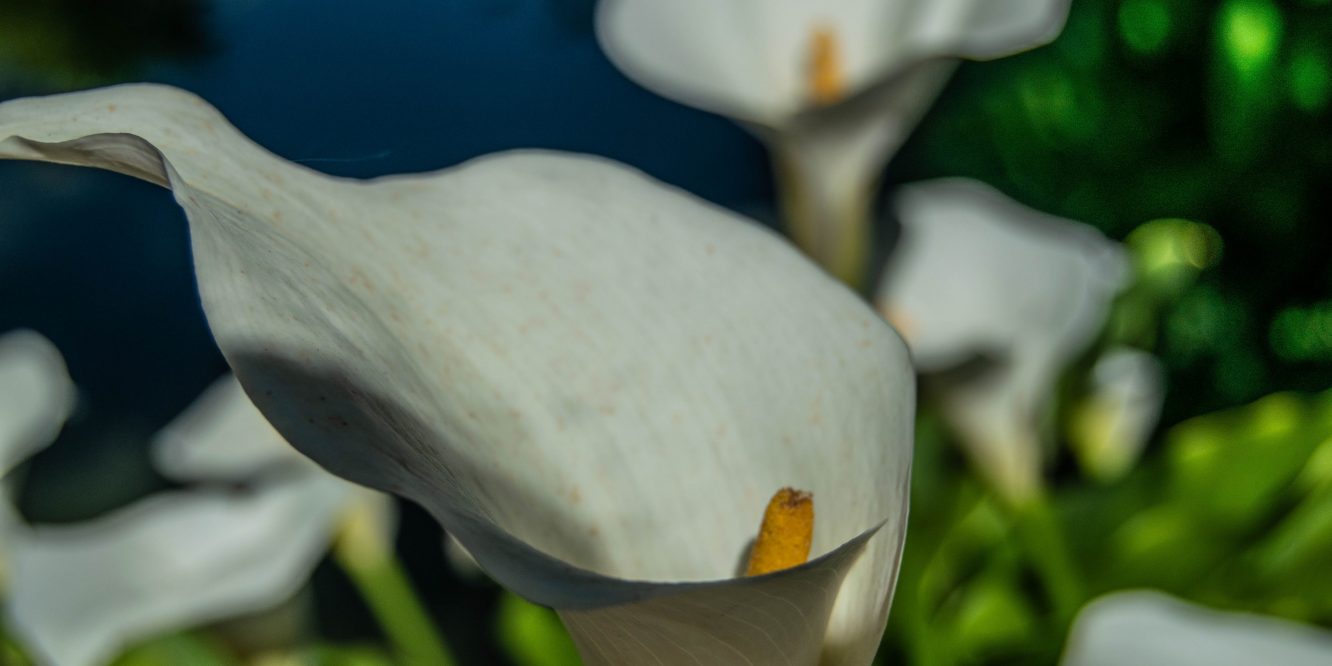 Arum-lily