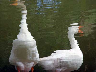 Lens-Artists Challenge #354 Reflections