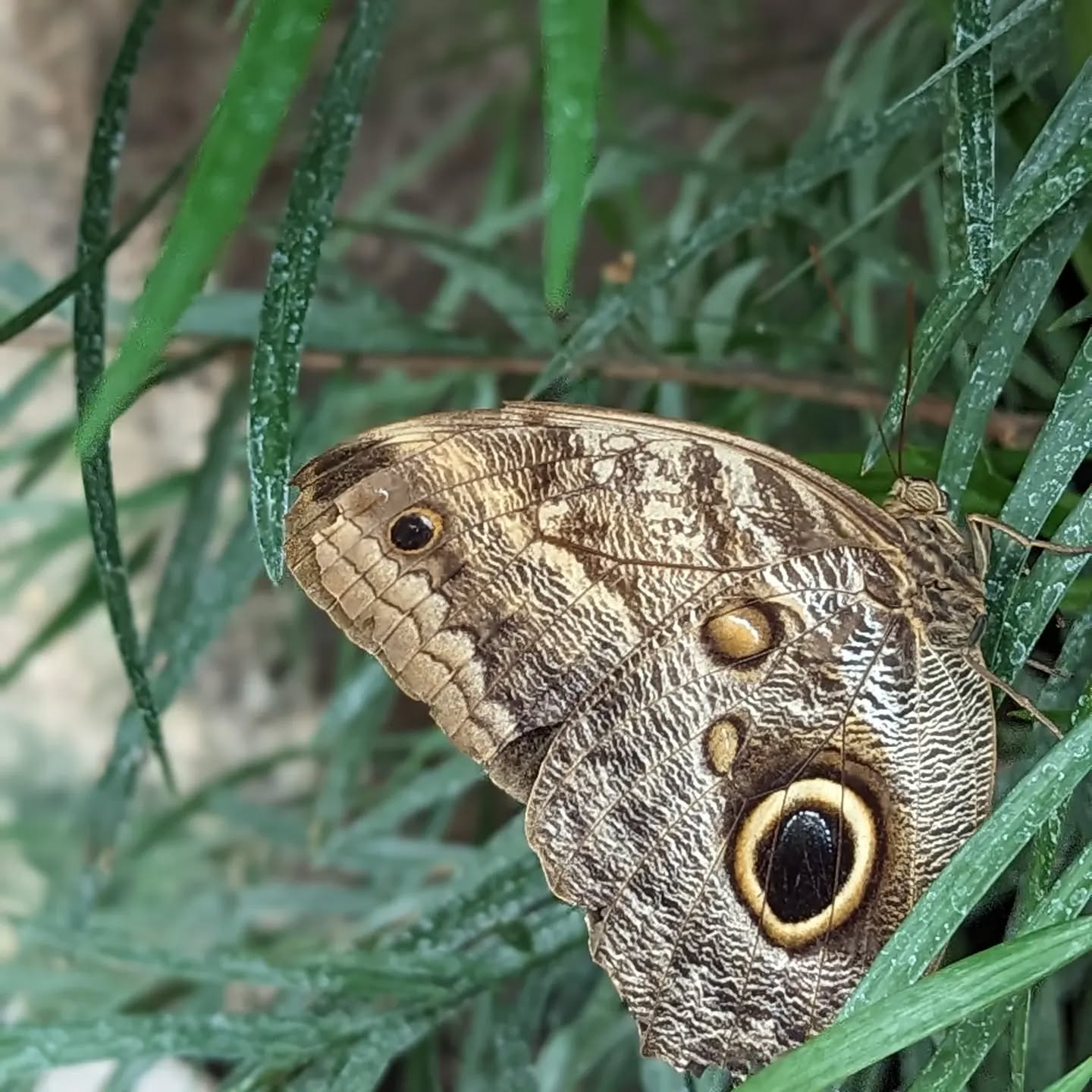 Owl Butterfly